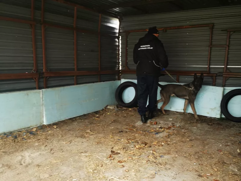 szabadszállás, drog, bűnügy, krimi, 