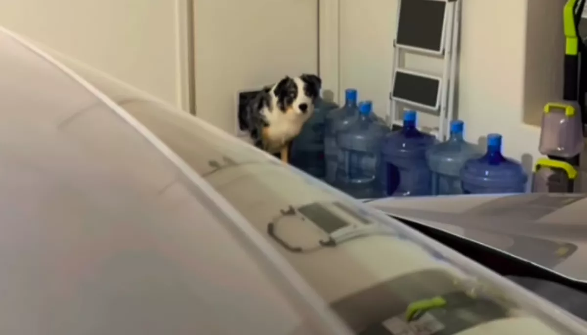 Macskakaját akar lopni a kutya: amikor a gazdi lefüleli, pusztító dolog történik – Videó