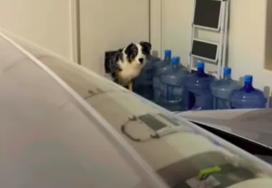 Macskakaját akar lopni a kutya: amikor a gazdi lefüleli, pusztító dolog történik – Videó