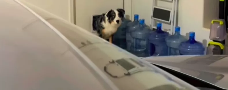 Macskakaját akar lopni a kutya: amikor a gazdi lefüleli, pusztító dolog történik – Videó