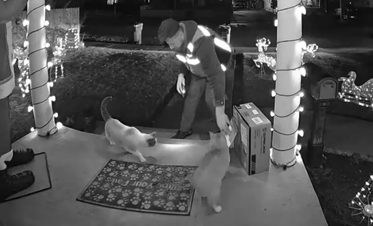 Csomagra vár nő: amikor meglátja, mit művel a futár a macskáival, nem hisz a szemének – Videó