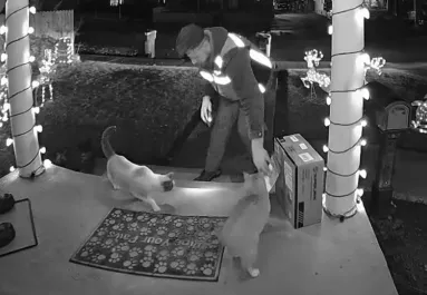 Csomagra vár nő: amikor meglátja, mit művel a futár a macskáival, nem hisz a szemének – Videó