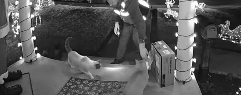 Csomagra vár nő: amikor meglátja, mit művel a futár a macskáival, nem hisz a szemének – Videó