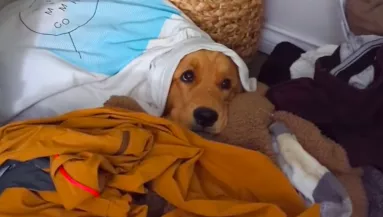 Hazaér az utazásról a pár: a golden retrieverük reakciója könnyeket csal a világ szemébe - Videó