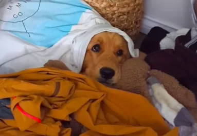 Hazaér az utazásról a pár: a golden retrieverük reakciója könnyeket csal a világ szemébe - Videó