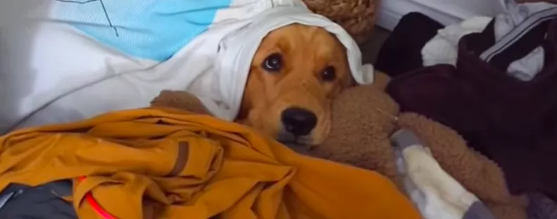 Hazaér az utazásról a pár: a golden retrieverük reakciója könnyeket csal a világ szemébe - Videó