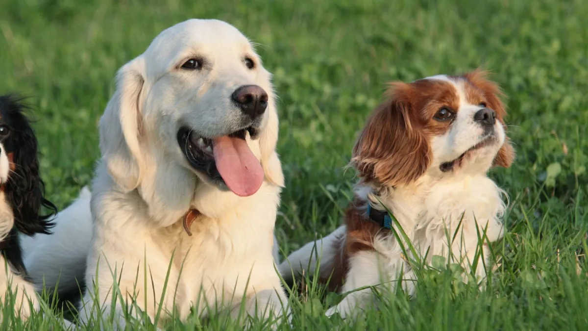Golden retriever és cavalier king charles spániel a szülők: ez a kölyök született