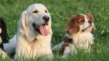 Golden retriever és cavalier king charles spániel a szülők: ez a kölyök született