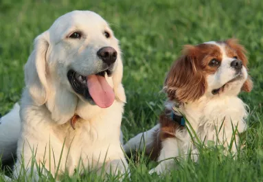 Golden retriever és cavalier king charles spániel a szülők: ez a kölyök született