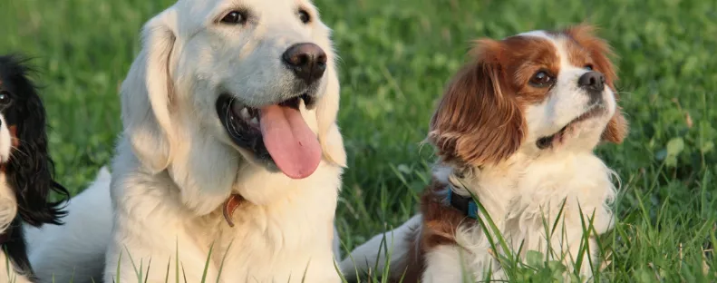 Golden retriever és cavalier king charles spániel a szülők: ez a kölyök született