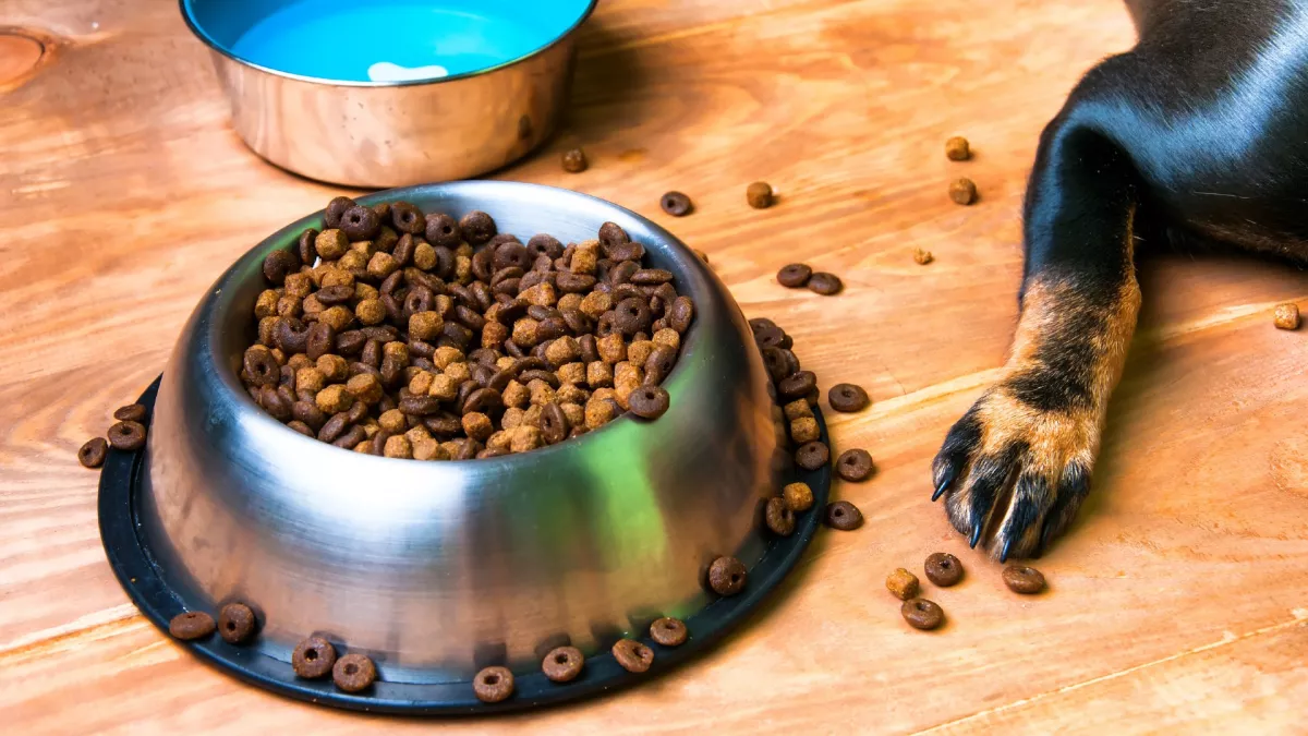 Először esznek száraz tápot a kölyökkutyák: az eredményét látnod kell