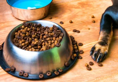 Először esznek száraz tápot a kölyökkutyák: az eredményét látnod kell