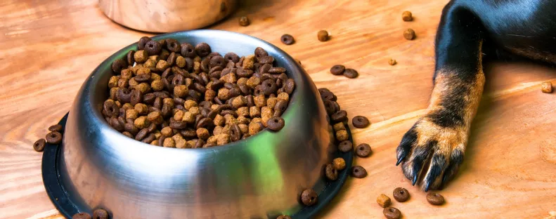 Először esznek száraz tápot a kölyökkutyák: az eredményét látnod kell