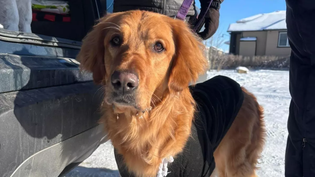 Szomorú üzenettel hagyták a golden retrievert a fagyos parkban: a megmentői meglepően reagáltak