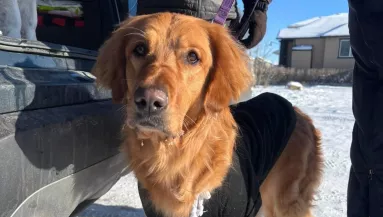 Szomorú üzenettel hagyták a golden retrievert a fagyos parkban: a megmentői meglepően reagáltak