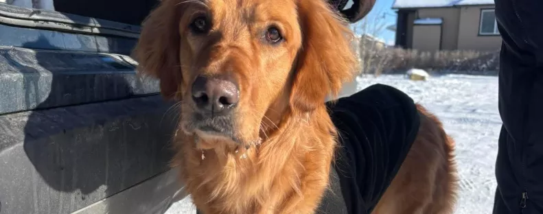 Szomorú üzenettel hagyták a golden retrievert a fagyos parkban: a megmentői meglepően reagáltak