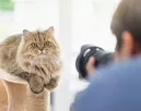 Lefotózta a macskát a férfi: majd hátborzongató részletre lett figyelmes
