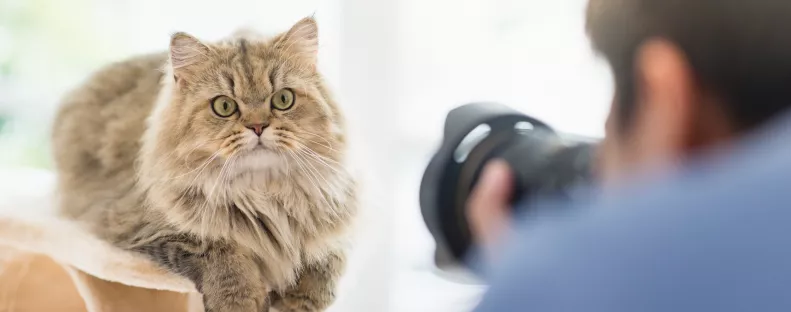 Lefotózta a macskát a férfi: majd hátborzongató részletre lett figyelmes