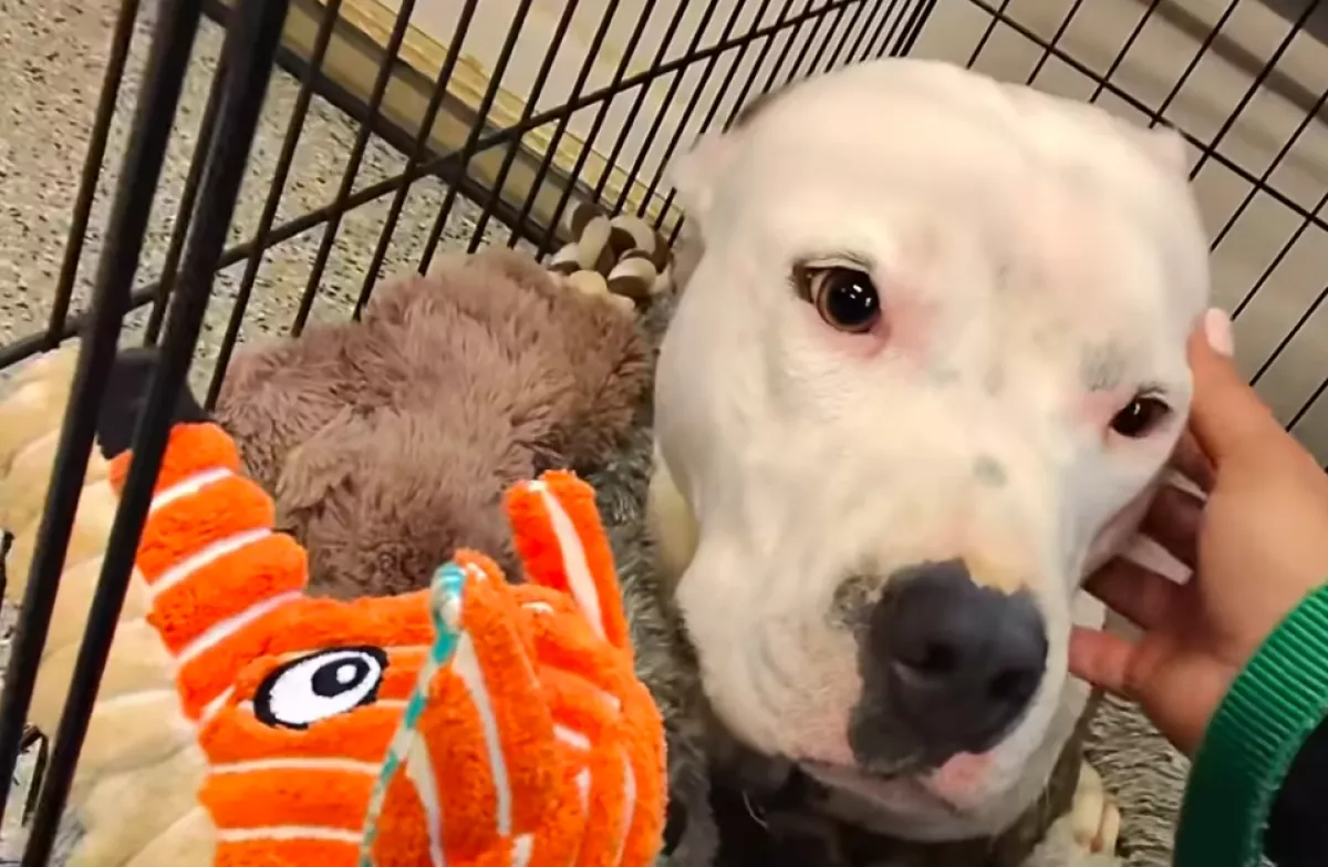 Két év után viszik vissza a menhelyre a kutyát: ami történik, szíveket tör össze