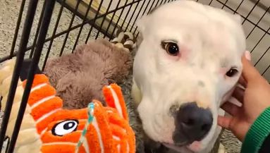 Két év után viszik vissza a menhelyre a kutyát: ami történik, szíveket tör össze