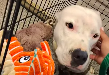 Két év után viszik vissza a menhelyre a kutyát: ami történik, szíveket tör össze