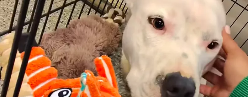 Két év után viszik vissza a menhelyre a kutyát: ami történik, szíveket tör össze