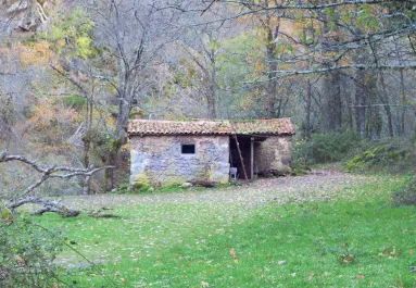 Víz és villany nélkül élt az erdőben egy család: három gyereket emeltek ki
