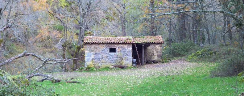 Víz és villany nélkül élt az erdőben egy család: három gyereket emeltek ki