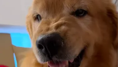 Túl korán hozta el a nagyitól a golden retrievert a gazdi: a reakciója pusztít