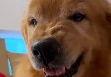 Túl korán hozta el a nagyitól a golden retrievert a gazdi: a reakciója pusztít