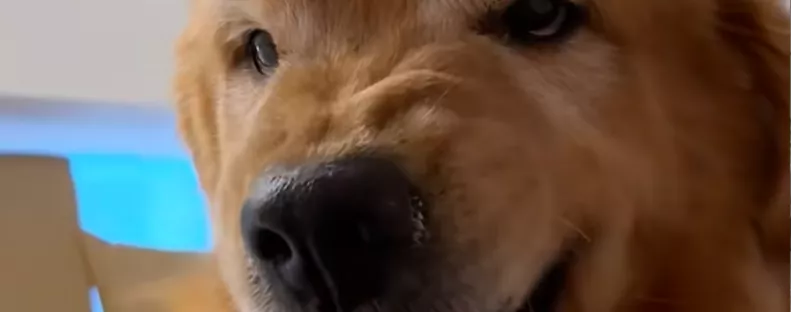 Túl korán hozta el a nagyitól a golden retrievert a gazdi: a reakciója pusztít