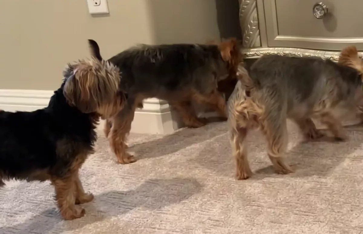 Begurul a yorkik labdája a szekrény alá: amit a kutyák tesznek, sokakat szórakoztat