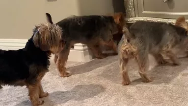 Begurul a yorkik labdája a szekrény alá: amit a kutyák tesznek, sokakat szórakoztat