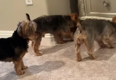 Begurul a yorkik labdája a szekrény alá: amit a kutyák tesznek, sokakat szórakoztat