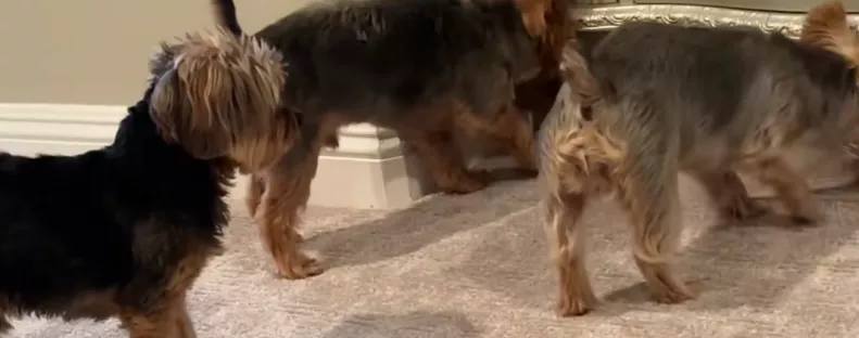 Begurul a yorkik labdája a szekrény alá: amit a kutyák tesznek, sokakat szórakoztat