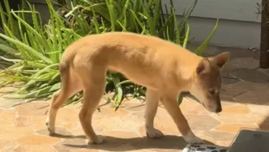 Azt hiszi a nő, prérifarkast lát az udvarán: ami ezután történik, az egész életét megváltoztatja