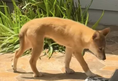 Azt hiszi a nő, prérifarkast lát az udvarán: ami ezután történik, az egész életét megváltoztatja