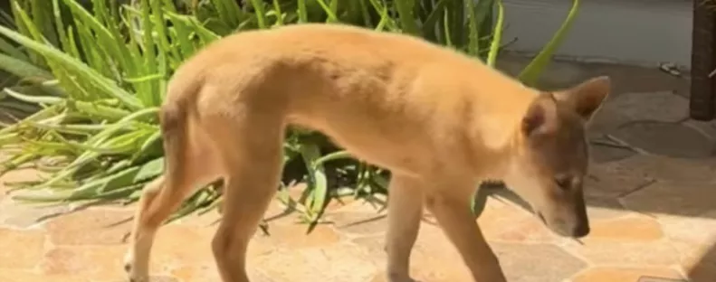 Azt hiszi a nő, prérifarkast lát az udvarán: ami ezután történik, az egész életét megváltoztatja