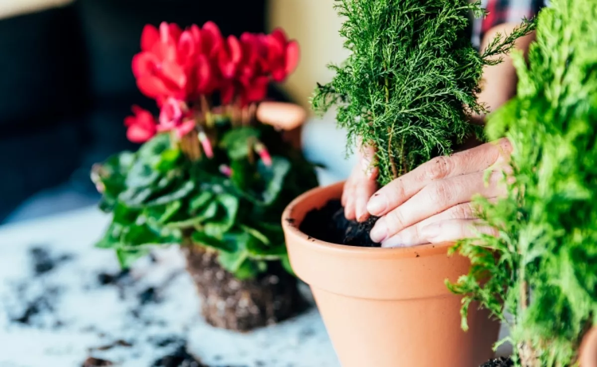 Ez történik, ha egy teáskanál cukrot teszel a szobanövényeid földjére – az eredmény elképesztő!