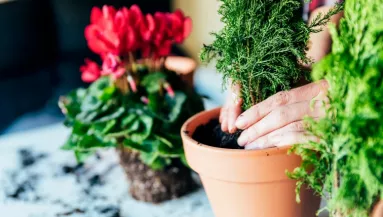 Ez történik, ha egy teáskanál cukrot teszel a szobanövényeid földjére – az eredmény elképesztő!