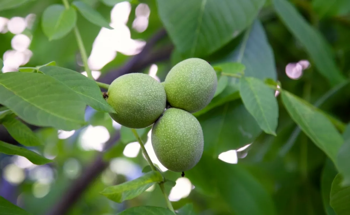 Ez az elfeledett magyar gyógynövény visszafordíthatja az inzulinrezisztenciát: valódi csodaszer