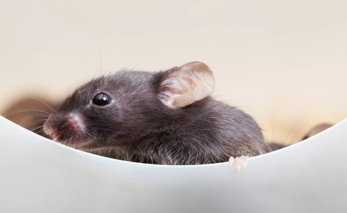 Vegyszermentes trükk: nem fog betévedni egy egér sem ősszel a házba, ha ezt csinálod