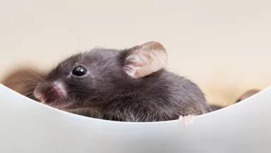 Vegyszermentes trükk: nem fog betévedni egy egér sem ősszel a házba, ha ezt csinálod