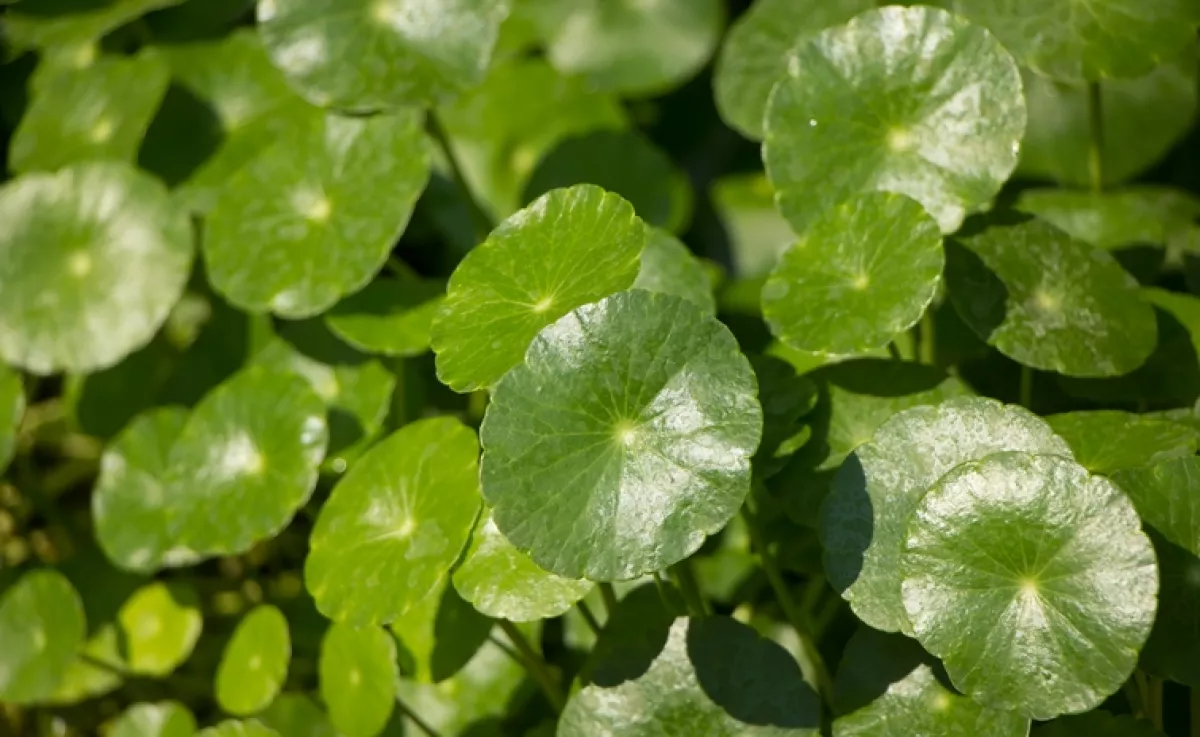 Ez a titokzatos gyógynövény képes visszafordítani az idő kerekét: minden ráncot eltüntet, fiatalító ereje egyszerűen elképesztő