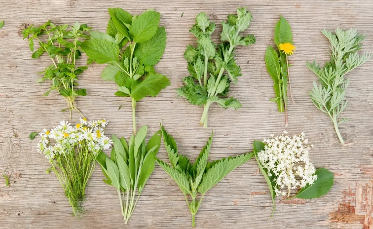 Ezt a két gyógynövényt soha ne fogyaszd együtt: veszélyes dolog történhet veled, ha mégis így teszel