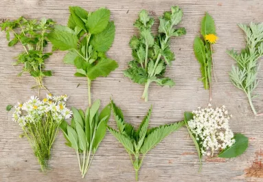 6 gyógynövény, ami felfalja a zsírt – ezekre érdemes figyelni