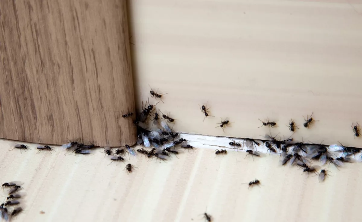 Tedd ezt a tárgyat a bejárati ajtó mellé, és a hangyák örökre eltűnnek: vegyszermentes és filléres megoldás