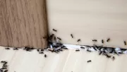 Ez a két fűszer tényleg elűzi az otthonodból a hangyákat