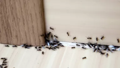 Tedd ezt a tárgyat a bejárati ajtó mellé, és a hangyák örökre eltűnnek: vegyszermentes és filléres megoldás