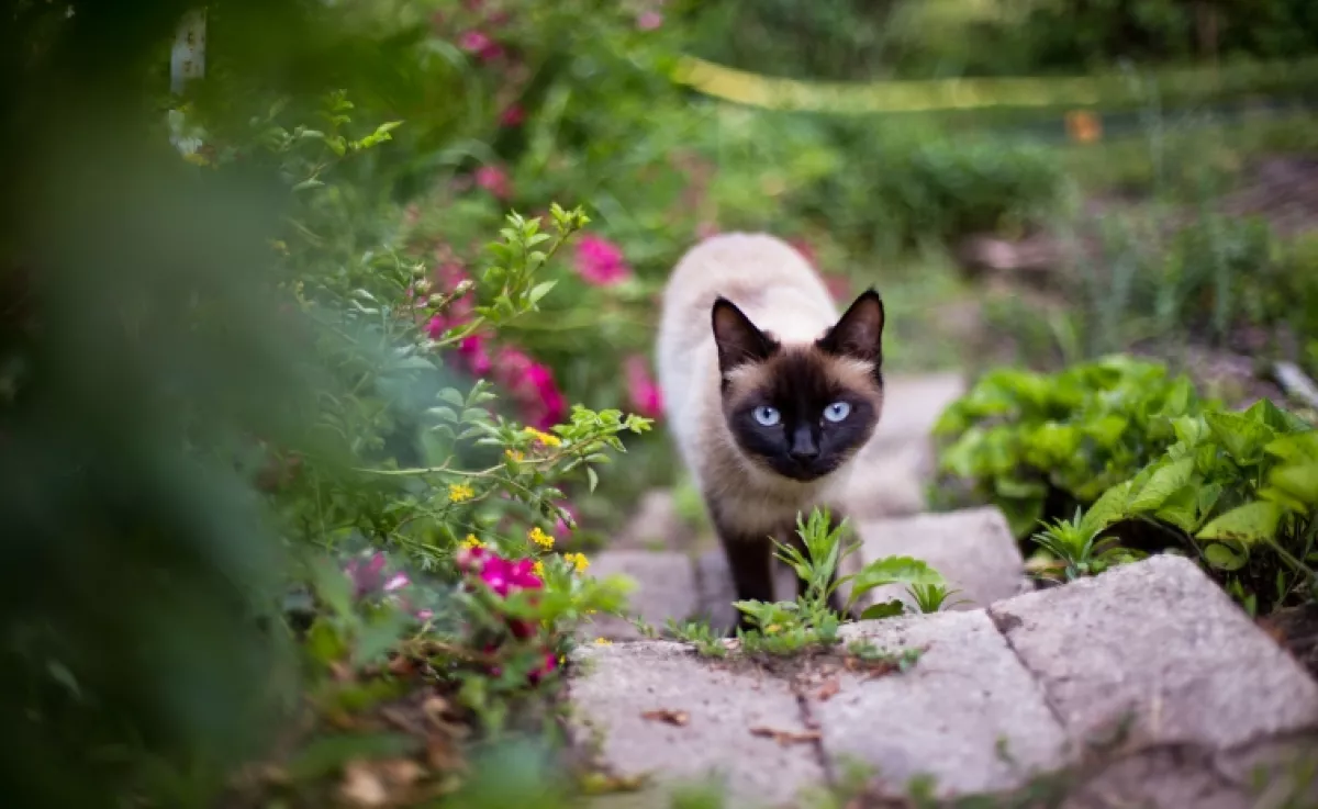 Szórd ezt a 200 forintos port a földre: a kutyák és macskák messziről elkerülik majd a kerted